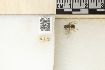 Media type: image;   Entomology 769180 Aspect: Labels